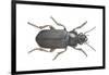 Beetle (Zabrus Tenebrioides)-null-Framed Giclee Print