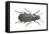 Beetle (Zabrus Tenebrioides)-null-Framed Stretched Canvas