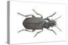 Beetle (Zabrus Tenebrioides)-null-Stretched Canvas