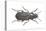 Beetle (Zabrus Tenebrioides)-null-Stretched Canvas