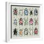 Beetledrive, 2008-Sarah Hough-Framed Giclee Print