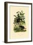 Beetles, 1833-39-null-Framed Giclee Print