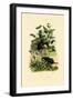 Beetles, 1833-39-null-Framed Giclee Print