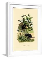 Beetles, 1833-39-null-Framed Giclee Print