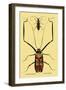 Beetles: Acrocinus Longimanus and Lamia Subocellata-Sir William Jardine-Framed Art Print