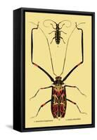 Beetles: Acrocinus Longimanus and Lamia Subocellata-Sir William Jardine-Framed Stretched Canvas