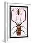 Beetles: Acrocinus Longimanus and Lamia Subocellata-Sir William Jardine-Framed Art Print