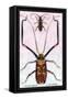 Beetles: Acrocinus Longimanus and Lamia Subocellata-Sir William Jardine-Framed Stretched Canvas