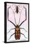 Beetles: Acrocinus Longimanus and Lamia Subocellata-Sir William Jardine-Stretched Canvas