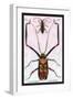 Beetles: Acrocinus Longimanus and Lamia Subocellata-Sir William Jardine-Framed Art Print