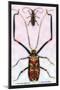 Beetles: Acrocinus Longimanus and Lamia Subocellata-Sir William Jardine-Mounted Art Print