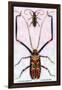 Beetles: Acrocinus Longimanus and Lamia Subocellata-Sir William Jardine-Framed Art Print