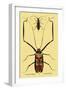 Beetles: Acrocinus Longimanus and Lamia Subocellata-Sir William Jardine-Framed Art Print