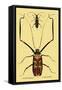 Beetles: Acrocinus Longimanus and Lamia Subocellata-Sir William Jardine-Framed Stretched Canvas