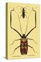 Beetles: Acrocinus Longimanus and Lamia Subocellata-Sir William Jardine-Stretched Canvas