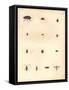 Beetles and Wasps-Baron Friedrich von Humboldt-Framed Stretched Canvas