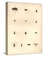 Beetles and Wasps-Baron Friedrich von Humboldt-Stretched Canvas