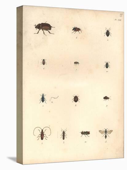 Beetles and Wasps-Baron Friedrich von Humboldt-Stretched Canvas