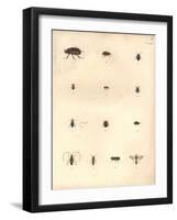 Beetles and Wasps-Baron Friedrich von Humboldt-Framed Giclee Print