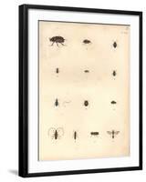 Beetles and Wasps-Baron Friedrich von Humboldt-Framed Giclee Print