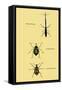 Beetles: Brentus Anchorago, Curculio Geoffroy-Sir William Jardine-Framed Stretched Canvas