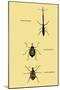 Beetles: Brentus Anchorago, Curculio Geoffroy-Sir William Jardine-Mounted Art Print