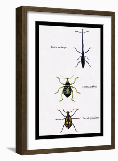 Beetles: Brentus Anchorago, Curculio Geoffroy-Sir William Jardine-Framed Art Print