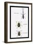 Beetles: Brentus Anchorago, Curculio Geoffroy-Sir William Jardine-Framed Art Print