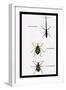 Beetles: Brentus Anchorago, Curculio Geoffroy-Sir William Jardine-Framed Art Print