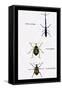 Beetles: Brentus Anchorago, Curculio Geoffroy-Sir William Jardine-Framed Stretched Canvas