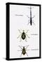 Beetles: Brentus Anchorago, Curculio Geoffroy-Sir William Jardine-Stretched Canvas