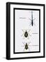 Beetles: Brentus Anchorago, Curculio Geoffroy-Sir William Jardine-Framed Art Print