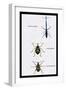 Beetles: Brentus Anchorago, Curculio Geoffroy-Sir William Jardine-Framed Art Print