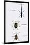 Beetles: Brentus Anchorago, Curculio Geoffroy-Sir William Jardine-Mounted Art Print