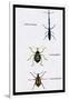 Beetles: Brentus Anchorago, Curculio Geoffroy-Sir William Jardine-Framed Art Print