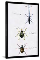 Beetles: Brentus Anchorago, Curculio Geoffroy-Sir William Jardine-Stretched Canvas