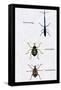 Beetles: Brentus Anchorago, Curculio Geoffroy-Sir William Jardine-Framed Stretched Canvas