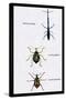 Beetles: Brentus Anchorago, Curculio Geoffroy-Sir William Jardine-Stretched Canvas