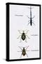 Beetles: Brentus Anchorago, Curculio Geoffroy-Sir William Jardine-Stretched Canvas