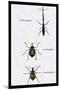 Beetles: Brentus Anchorago, Curculio Geoffroy-Sir William Jardine-Mounted Art Print