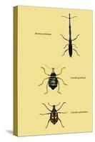 Beetles: Brentus Anchorago, Curculio Geoffroy-Sir William Jardine-Stretched Canvas