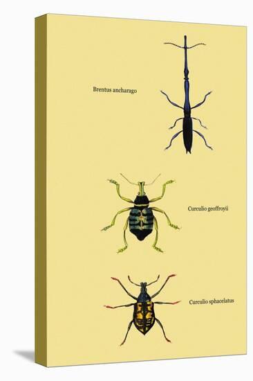 Beetles: Brentus Anchorago, Curculio Geoffroy-Sir William Jardine-Stretched Canvas