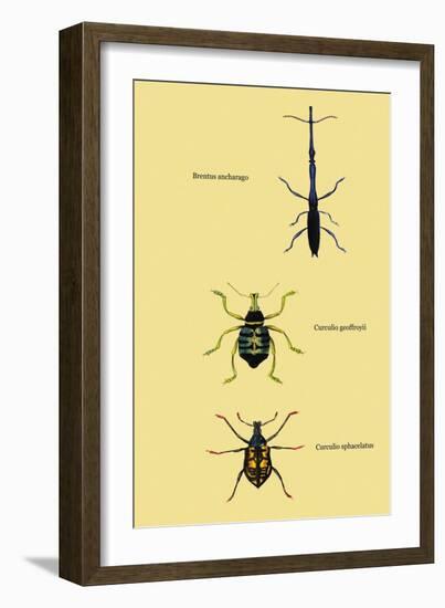Beetles: Brentus Anchorago, Curculio Geoffroy-Sir William Jardine-Framed Art Print