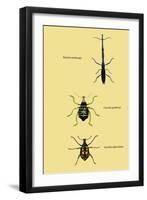 Beetles: Brentus Anchorago, Curculio Geoffroy-Sir William Jardine-Framed Art Print