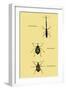 Beetles: Brentus Anchorago, Curculio Geoffroy-Sir William Jardine-Framed Art Print