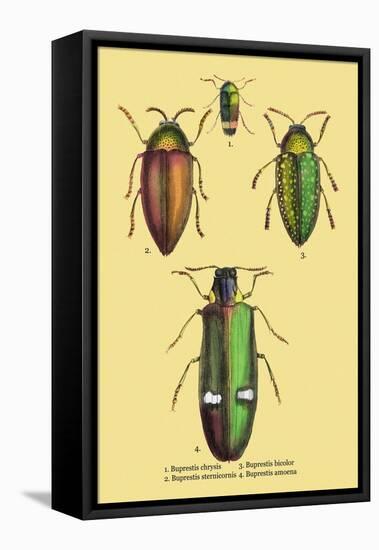 Beetles: Buprestis Chrysis B. Sternicornis-Sir William Jardine-Framed Stretched Canvas