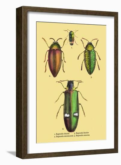 Beetles: Buprestis Chrysis B. Sternicornis-Sir William Jardine-Framed Art Print