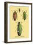 Beetles: Buprestis Chrysis B. Sternicornis-Sir William Jardine-Framed Art Print