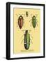 Beetles: Buprestis Chrysis B. Sternicornis-Sir William Jardine-Framed Art Print