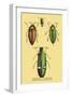 Beetles: Buprestis Chrysis B. Sternicornis-Sir William Jardine-Framed Art Print